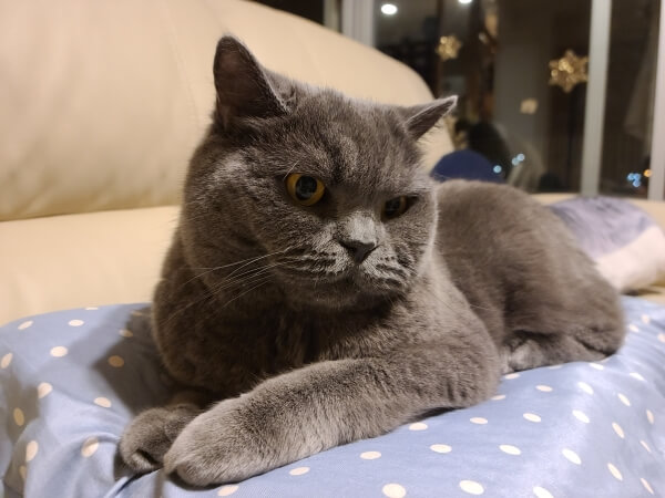 A gray British shorthair cat sitting regally on a blue-and-white pillow on a white sofa.